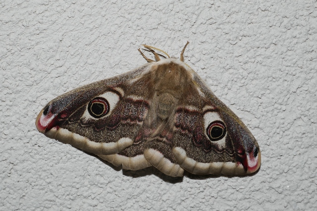 Saturnia pavoniella, finalmente.